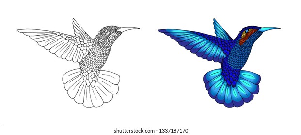Small hummingbird rufous and White-necked Jacobin bird. Exotic tropical colibri animal element, icon or label. Golden and emerald feathers. Coloring book page design for kids and children illustration