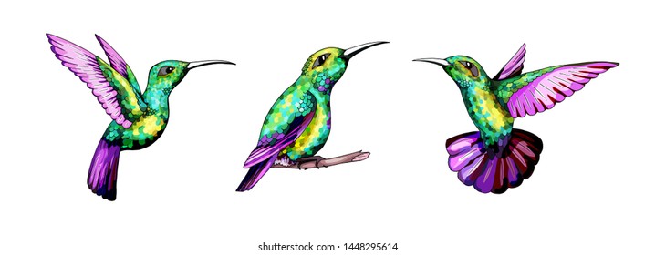 Small hummingbird set. Rufous and White-necked Jacobin bird. Exotic tropical colibri animal element, icon or label. Golden and emerald feathers. Use for wedding, party. Outlined hand drawn labels