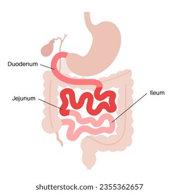 Small intestine anatomical poster. Duodenum, jejunum and ileum in the human body. Digestive tract examination and treatment in gastroenterology clinic. Infographic for education, isolated flat vector