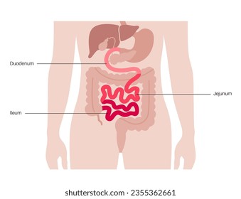 Small intestine anatomical poster. Duodenum, jejunum and ileum in the human body. Digestive tract examination and treatment in gastroenterology clinic. Infographic for education, isolated flat vector