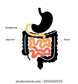 Afiche anatómico del intestino delgado. Duodeno, jejunum e ileum en el cuerpo humano. Examen y tratamiento del tracto digestivo en la clínica de gastroenterología. Infografía para educación, vector plano aislado