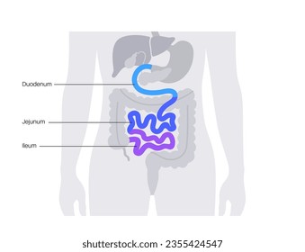 Small intestine anatomical poster. Duodenum, jejunum and ileum in the human body. Digestive tract examination and treatment in gastroenterology clinic. Infographic for education, isolated flat vector