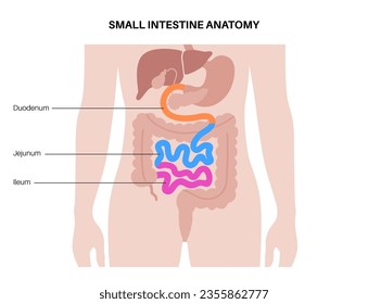 Small intestine anatomical poster. Duodenum, jejunum and ileum in the human body. Digestive tract examination and treatment in gastroenterology clinic. Infographic for education, isolated flat vector