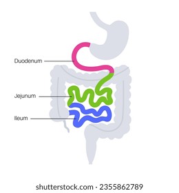 Afiche anatómico del intestino delgado. Duodeno, jejunum e ileum en el cuerpo humano. Examen y tratamiento del tracto digestivo en la clínica de gastroenterología. Infografía para educación, vector plano aislado