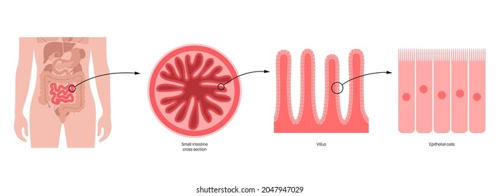 Afiche anatómico del intestino delgado. Superficie de las paredes intestinales. Villi intestinales, sección transversal, pliegue, villus y células epiteliales. Ilustración del vector plano del sistema digestivo en el cuerpo humano