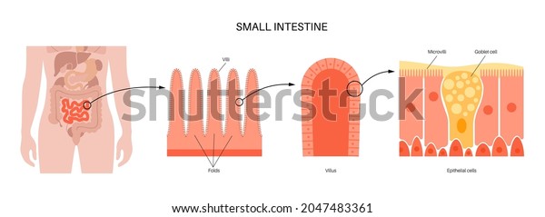 Small intestine anatomical poster. Surface area of\
intestinal walls. Intestinal villi, cross section, fold, villus and\
epithelial cells. Digestive system medical flat vector illustration\
in human body