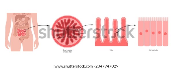 Small Intestine Anatomical Poster Surface Area Stock Vector (Royalty ...