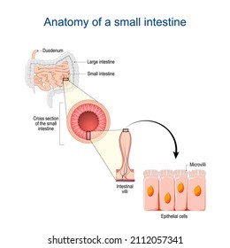 anatomía intestinal delgada. Sección transversal de un ileum con villi interiores. Cierre de las células epiteliales con Microvilli. Ilustración del vector