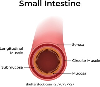 Small Intestine Anatomy Design Vector Illustration