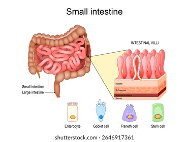small intestine anatomy. Layers of the small bowel Mucosa, Submucosa, muscularis externa, serosa. Cross section of Intestinal villi. Close-up of Stem cell, Goblet and Paneth cells, Enterocyte
