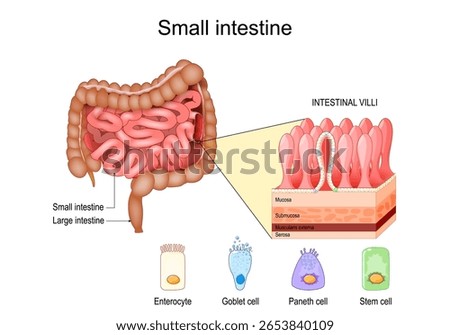 small intestine anatomy. Layers of the small bowel Mucosa, Submucosa, muscularis externa, serosa. Cross section of Intestinal villi. Close-up of Stem cell, Goblet and Paneth cells, Enterocyte. Vector 