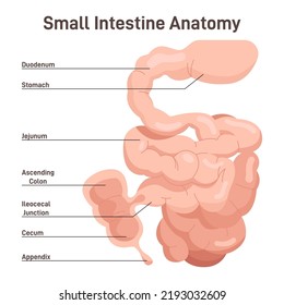 Small intestine anatomy. Organ digesting food from the stomach. Structure of colon, human digestive system studying. Flat vector illustration