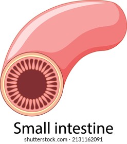 Small intestine in cartoon style illustration