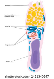 The small intestine, columnar epithelium cells are interspersed with goblet cells.