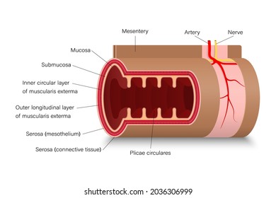 Small Intestine. Cross Section Of Human Intestinal Jejunum. Digestive Organ. Medical Education. 