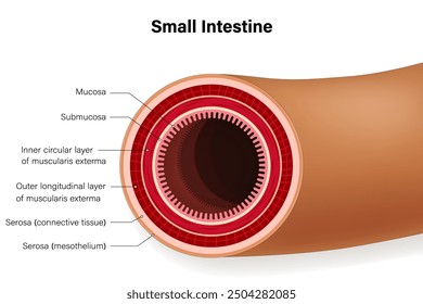 Small intestine. Cross section of human intestinal jejunum. Digestive organ. Medical education. 