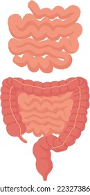 The small intestine further breaks down the food digested in the stomach and duodenum and absorbs nutrients.