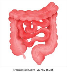 The small Intestine and  Large Intestine in human body.