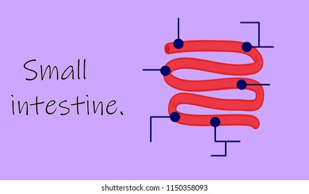 Small intestine with lines to add information.
