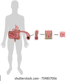 Small intestine lining detailed anatomy, a fold of the intestinal lining, villi and epithelial cell with microvilli