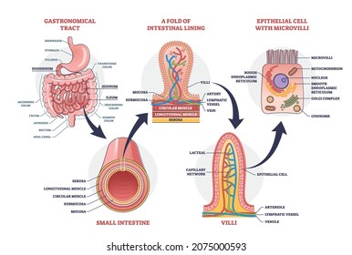 Small intestine with scientific gastrointestinal tract structure outline diagram. Labeled educational anatomy explanation with fold of intestinal lining, microvilli and intestine vector illustration.