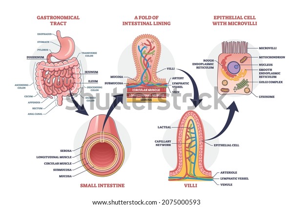 Small intestine with scientific\
gastrointestinal tract structure outline diagram. Labeled\
educational anatomy explanation with fold of intestinal lining,\
microvilli and intestine vector\
illustration.