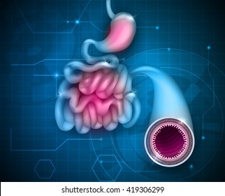 Small Intestine And Stomach On An Abstract Blue Background