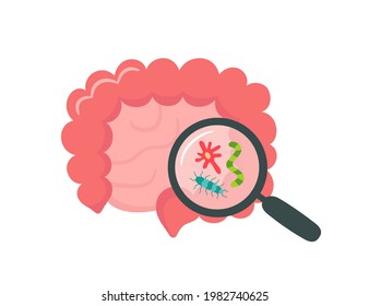 Small and large human intestine and magnifier. Gut microbiome. SIBO, leaky gut syndrome and candida growth. Abstract intestine. Vector illustration isolated on white background.