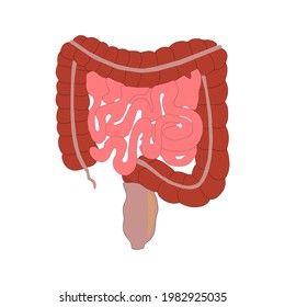 Small and Large Intestine 3D colored vector image isolated on white for human body awareness and digestive system and colon disease education.