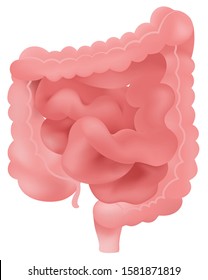 small and large intestine anatomy