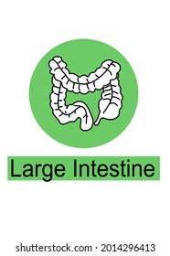 Small, Large Intestine.Human internal orange icon-set.line art,doodle for icon,symbol background,study. Isolate on white background. Vector illustration.