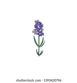 A small lavender plant with bunch of flowers in it vector color drawing or illustration