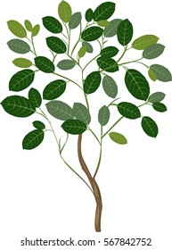Small lemon tree
