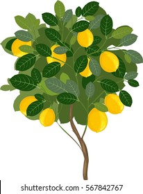 Small Lemon Tree
