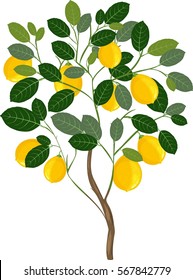 Small Lemon Tree
