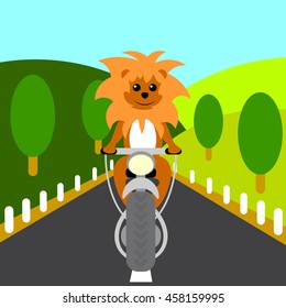 Small lion rides a motorcycle on the road