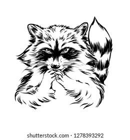 1,653 Cartoon Illustration Outline Raccoon Vector Images, Stock Photos ...