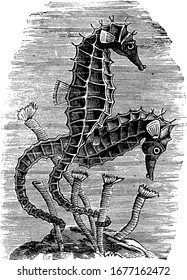 A small marine fish in the genus Hippocampus with bent necks and long snouted heads followed by their distinctive trunk and tail and do not have scales, vintage line drawing or engraving illustration.