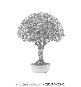 A small, meticulously pruned bonsai tree in a white ceramic pot, isolated against a plain white background.