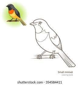 Small minivet bird learn birds educational game coloring book vector illustration