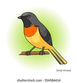 Small minivet bird learn birds educational game vector illustration