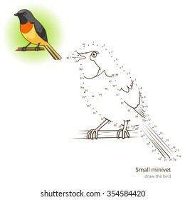 Small minivet learn birds educational game learn to draw vector illustration
