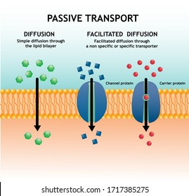 Small molecules across the phospholipid bilayer membrane by using diffusion and passive transports