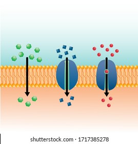 Small molecules across the phospholipid bilayer membrane by using diffusion and passive transports