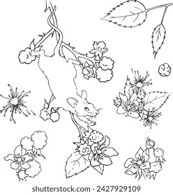 A small mouse on a blackberry branch. Linear drawing of animals and plants. Printable coloring book. Design of cards, dishes, packaging of cosmetics, sweets, etc. Funny animals. Fairytale style.