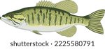 Small Mouth Bass Vector Illustration