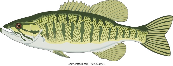 Small Mouth Bass Vector Illustration