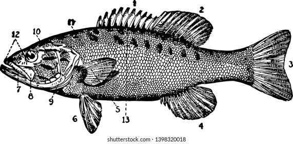 Small Mouthed Black Bass is a species of freshwater fish vintage line drawing or engraving illustration.