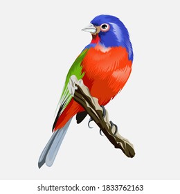 Small multicolor tropical bright bird with a with a beautiful red breast.Cute chick sitting on a branch. Vector illustration.Isolated