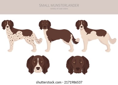 Small Munsterlander coat colors, different poses clipart.  Vector illustration